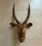 Afrikaanse gazelle - met grote hoorns - half-taxidermie, Ophalen of Verzenden, Gebruikt, Wild dier, Gewei of Kop