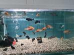 Labidochromis Sunflower Malawi Cichliden, Dieren en Toebehoren, Vis, Zoetwatervis