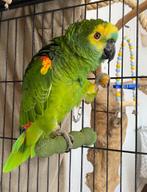 blauwvoorhoofdamazone papegaai/amazone papegaai, Mannelijk, Papegaai, Pratend
