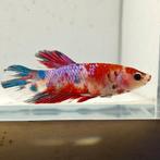 Betta splendens man 19, Vis