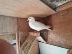 Postduiven, Meerdere dieren, Postduif