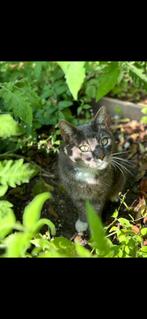 VERMIST - €250,- beloning voor eerlijke vinder, Kater