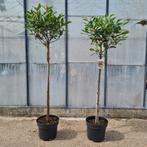 Glansmispel | Photinia Red Robin, Tuin en Terras, Planten | Bomen, Lente, 100 tot 250 cm, Ophalen, Volle zon
