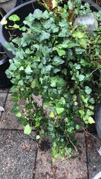 Hangplant groot, Tuin en Terras, Planten | Struiken en Hagen, Ophalen of Verzenden, Overige soorten