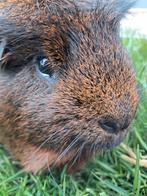 Vakantie opvang voor jullie cavia of hamster, Meerdere dieren, Cavia, Voor 1 juli 2024