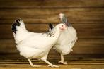 Goede leggers | Sussex Columbia | Passend advies, Vrouwelijk, Kip