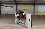‼️Super fijne, brave allrounder‼️ Voor iedere ruiter ‼️, Merrie, Springpaard, B, Gechipt