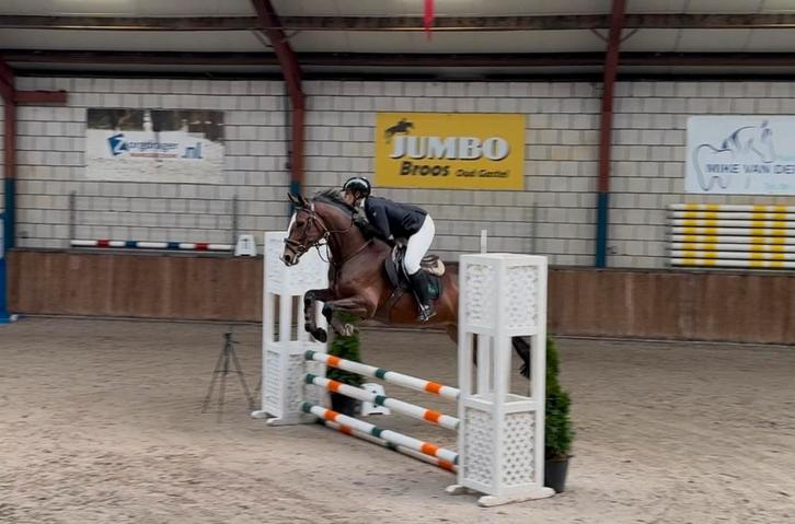 ‼️Super fijne, brave allrounder‼️ Voor iedere ruiter ‼️, Dieren en Toebehoren, Paarden, Merrie, B, 165 tot 170 cm, 3 tot 6 jaar