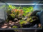 Paludariums, Dieren en Toebehoren, Reptielen en Amfibieën | Toebehoren, Ophalen of Verzenden, Terrarium of Paludarium