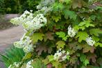 Eikenbladhortensia (Hydrangea quercifolia ), Ophalen of Verzenden, Hortensia