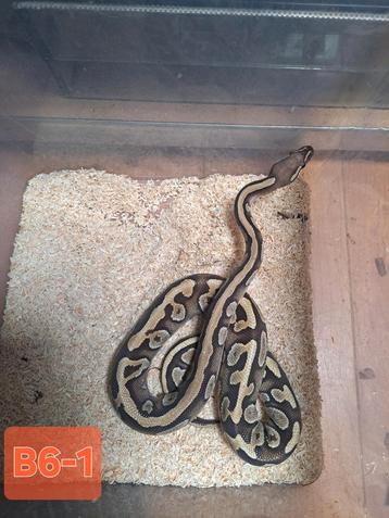 Mooie jonge python  beschikbaar voor biedingen