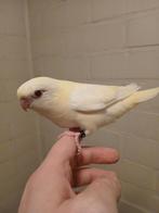 Handtamme catharina parkiet 2025 Limburg België, Vrouwelijk, Parkiet, Geringd