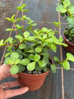 Portulacaria afra, Huis en Inrichting, Kamerplanten, Ophalen of Verzenden, Overige soorten, Minder dan 100 cm