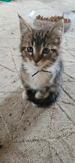 X maine coon kittens klaar voor een nieuw huisje, Meerdere dieren, 0 tot 2 jaar