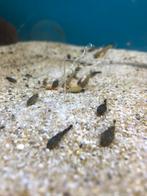 Jonge Algeneter / Ancistrus, Dieren en Toebehoren, Vissen | Aquariumvissen, Vis