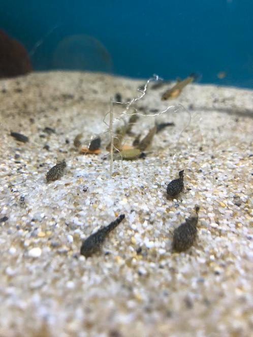 Jonge Algeneter / Ancistrus, Dieren en Toebehoren, Vissen | Aquariumvissen, Vis