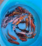Mix Koi - Koi karper 18 / 20 cm bij Koidreams in Valburg, Dieren en Toebehoren, Vissen | Vijvervissen, Karper of Koi