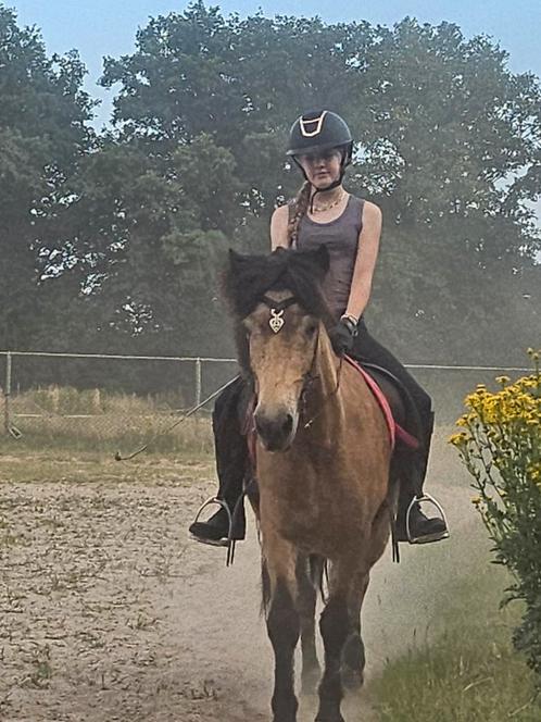 Ijslander ruin / ijslander merrie, Dieren en Toebehoren, Paarden, Ruin