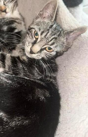🐾 1 lieve sociale kitten🐾mogen direct opgehaald worden beschikbaar voor biedingen