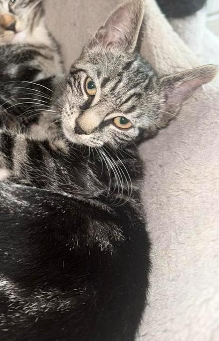🐾 1 lieve sociale kitten🐾mogen direct opgehaald worden, Dieren en Toebehoren, Katten en Kittens | Overige Katten, Kortharig