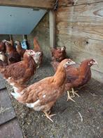 Jonge leghennen, Dieren en Toebehoren, Pluimvee, Vrouwelijk, Kip