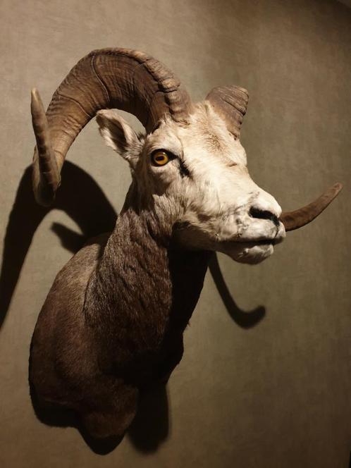 Wild steenschaap UNIEK! opgezet landelijke decoraties, Huis en Inrichting, Woonaccessoires | Wanddecoraties, Nieuw, Ophalen