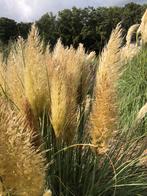 Pampas pluimen en Miscanthus pluimen | decoratie, Ophalen of Verzenden, Nieuw
