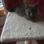 Prachtige mix perzische kittens katertje zie foto's, Kater, Langharig, 0 tot 2 jaar