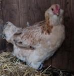 Te koop 2 araucana hennen, Dieren en Toebehoren, Pluimvee, Vrouwelijk, Kip