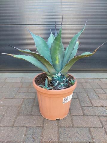 Agave Ferox - Honderdjarige Aloë H: 70 cm. beschikbaar voor biedingen