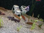 Kongo zalm, Dieren en Toebehoren, Vis, Zoetwatervis, Schoolvis