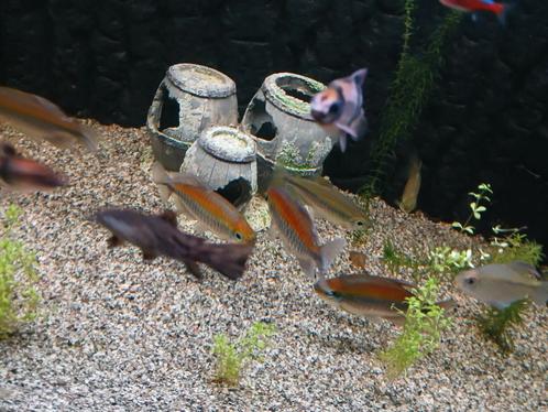 Kongo zalm, Dieren en Toebehoren, Vissen | Aquariumvissen, Zoetwatervis, Vis, Schoolvis