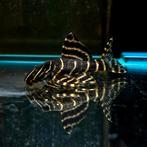 L204 panaqolus albivermis, Vis, Zoetwatervis