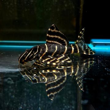 L204 panaqolus albivermis beschikbaar voor biedingen