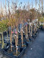 Pluimhortensia Op stam! Hortensia op stam Hydrangea panicula, Tuin en Terras, Planten | Struiken en Hagen, Ophalen of Verzenden
