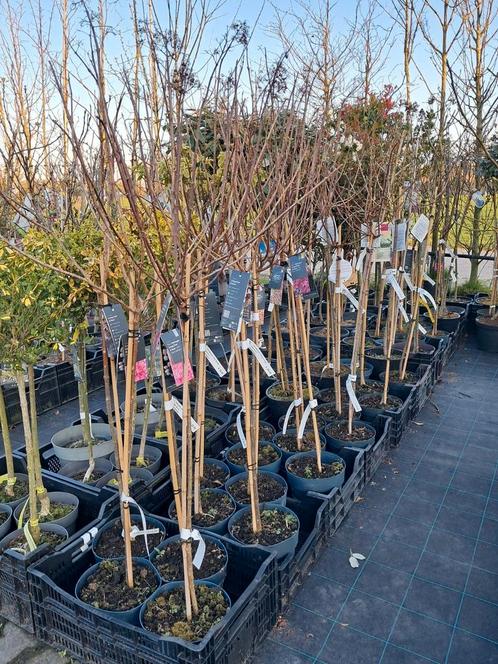 Pluimhortensia Op stam! Hortensia op stam Hydrangea panicula, Tuin en Terras, Planten | Struiken en Hagen, Struik, Hortensia, 100 tot 250 cm