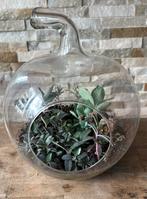 Kalanchoe divers in pot, Vetplant, In pot, Minder dan 100 cm, Groene kamerplant