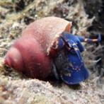 Notopala sp."Blue Berry", Dieren en Toebehoren, Slak of Weekdier, Zoetwatervis, Schoolvis