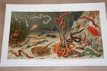 Antieke kleurenlitho - Wormen [versch soorten] - ca 1900 beschikbaar voor biedingen
