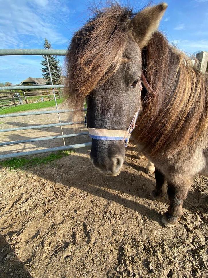 2 super brave mini sjetjes, Dieren en Toebehoren, Pony's, Hengst, 0 tot 2 jaar, Ontwormd, Ingeënt
