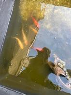 Goudvissen 6 stuks plus zonnebaars en voorn, Goudvis(sen)