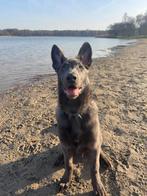 Superlieve blauwe herder pup, Dieren en Toebehoren, Honden | Herdershonden en Veedrijvers, 15 weken tot 1 jaar, Reu, Parvo, Eén hond