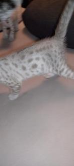 Savannah zuiver ras met STB. Nog één mannetje beschikbaar!, Dieren en Toebehoren, Katten en Kittens | Raskatten | Korthaar, Kater