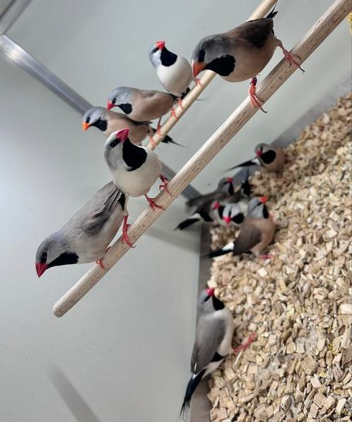 Spitsstaart amadines koppels, Dieren en Toebehoren, Vogels | Overige Vogels, Tropenvogel, Meerdere dieren
