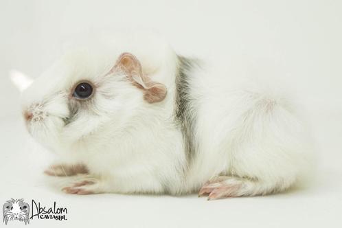 Choco wit peruvian cavia zeugje, Dieren en Toebehoren, Knaagdieren, Vrouwelijk, Cavia, Augustus, Tam