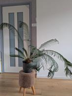 Cycas Revoluta – Sagopalm / Varenpalm (inclusief pot), Ophalen, Halfschaduw, Minder dan 100 cm