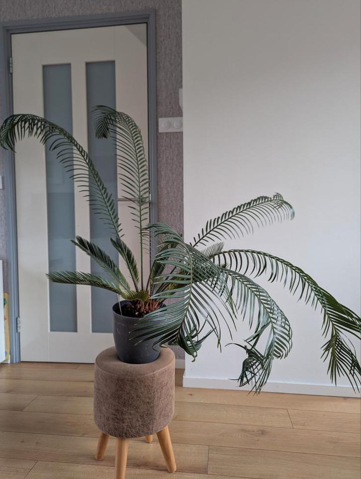 Cycas Revoluta – Sagopalm / Varenpalm (inclusief pot), Huis en Inrichting, Kamerplanten, Minder dan 100 cm, Halfschaduw, Ophalen