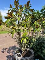 Magnolia grandiflora, Tuin en Terras, Overige soorten, Lente, 100 tot 250 cm, Ophalen