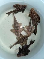 Kweekgroep L136 pleco, Dieren en Toebehoren, Vissen | Aquariumvissen, Vis, Zoetwatervis