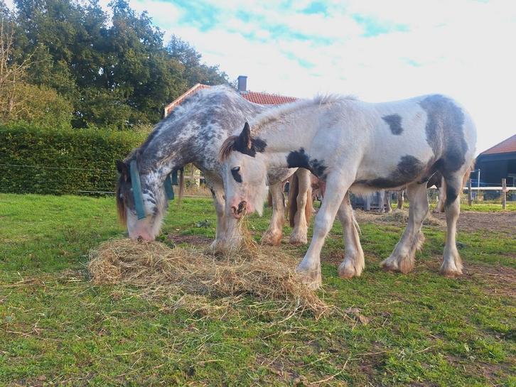 Tinker veulen hengst, Dieren en Toebehoren, Pony's, Hengst, Recreatiepony, 0 tot 2 jaar